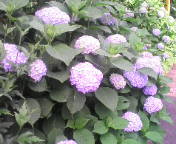 画像の説明 画像の説明