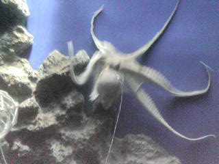 画像の説明 画像の説明