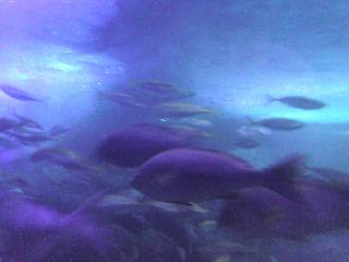 画像の説明 画像の説明