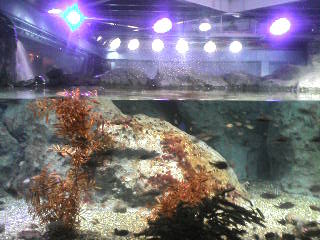 画像の説明 画像の説明