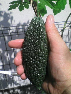 画像の説明 画像の説明