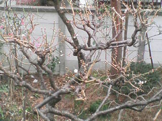 画像の説明 画像の説明