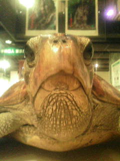 画像の説明 画像の説明