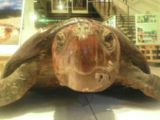 画像の説明 画像の説明